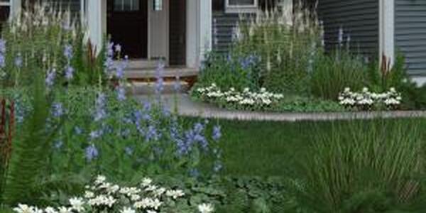 native plants around the sidewalk of a home